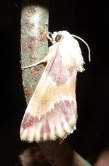 Schinia sanguinea