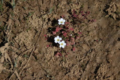 Oxalis amblyosepala