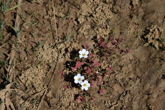 Oxalis amblyosepala