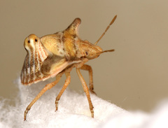 Ventocoris falcatus