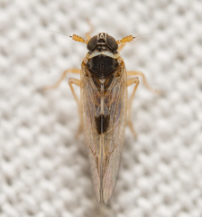 Chionomus puellus