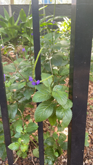 Stachytarpheta cayennensis