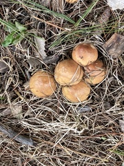 Fungi