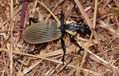 Anthia burchelli burchelli