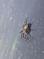 Larinioides sclopetarius