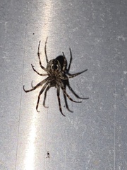 Larinioides sclopetarius