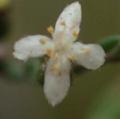 Lachnaea penicillata