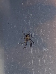 Larinioides sclopetarius