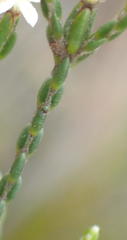 Lachnaea penicillata