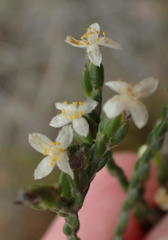 Lachnaea penicillata
