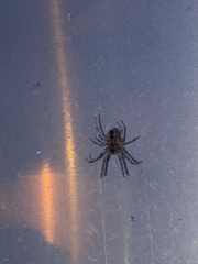 Larinioides sclopetarius