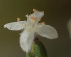 Lachnaea penicillata