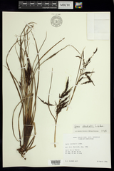 Fecundae