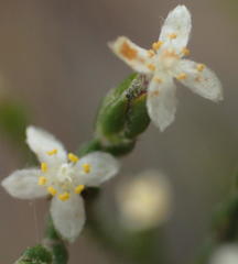 Lachnaea penicillata