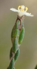 Lachnaea penicillata