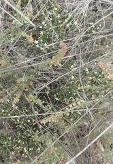 Lachnaea penicillata