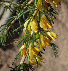 Aspalathus spinosa spinosa