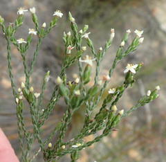 Lachnaea penicillata