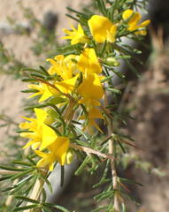 Aspalathus spinosa spinosa