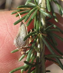 Aspalathus spinosa spinosa