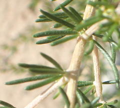 Aspalathus spinosa spinosa