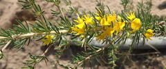 Aspalathus spinosa spinosa