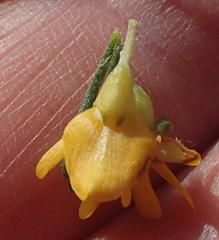 Aspalathus spinosa spinosa
