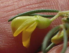 Aspalathus spinosa spinosa