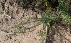 Aspalathus spinosa spinosa