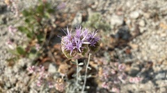 Monardella linoides