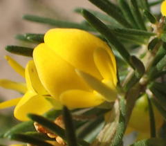 Aspalathus spinosa spinosa