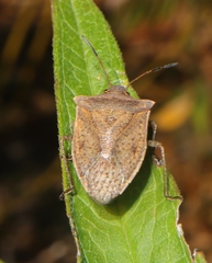 Euschistus servus euschistoides