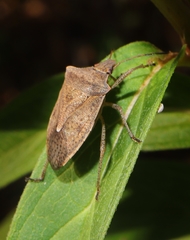 Euschistus servus euschistoides