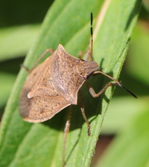 Euschistus servus euschistoides