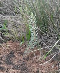 Leucadendron cinereum