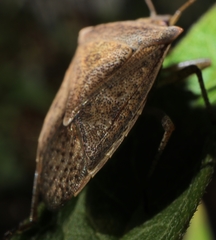 Euschistus servus euschistoides