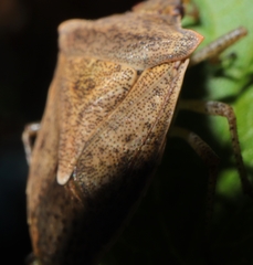 Euschistus servus euschistoides