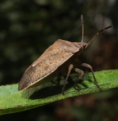 Euschistus servus euschistoides