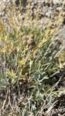 Artemisia norvegica