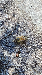 Apis mellifera