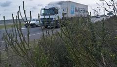 Leucadendron thymifolium