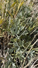 Artemisia norvegica