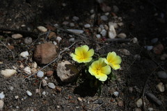 Moraea luteoalba