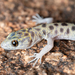 Desert Night Lizards - Photo (c) Marshal Hedin, some rights reserved (CC BY-NC-SA), uploaded by Marshal Hedin