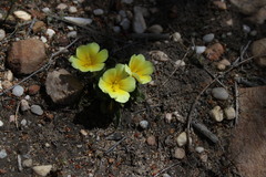 Moraea luteoalba