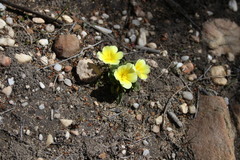 Moraea luteoalba