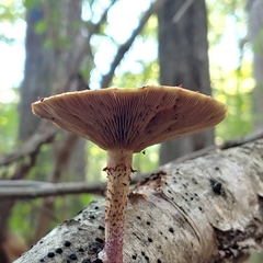 Pholiota polychroa