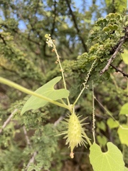 Echinopepon wrightii