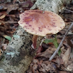 Pholiota polychroa