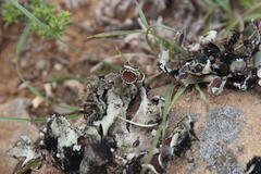 Xanthoparmelia hottentotta